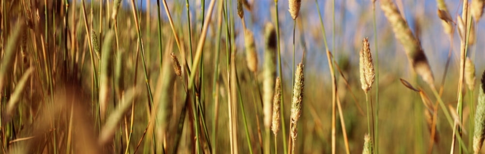 Tall grass in field California USA Canvas Art - Panoramic Images (36 x 12)