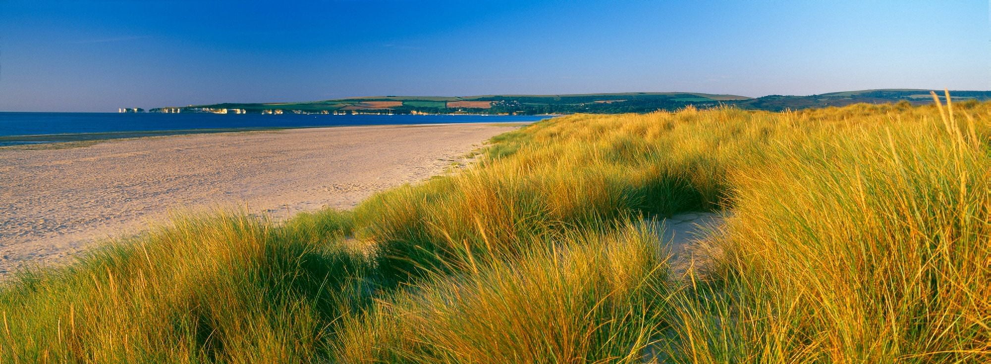 Tall grass on the beach Studland Isle of Purbeck Dorset England Canvas Art - Panoramic Images (27 x 9)