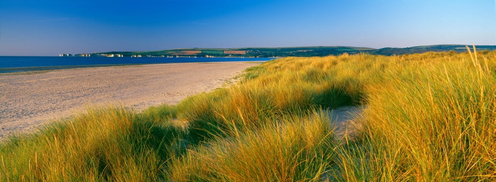 Tall grass on the beach Studland Isle of Purbeck Dorset England Canvas Art - Panoramic Images (36 x 12)