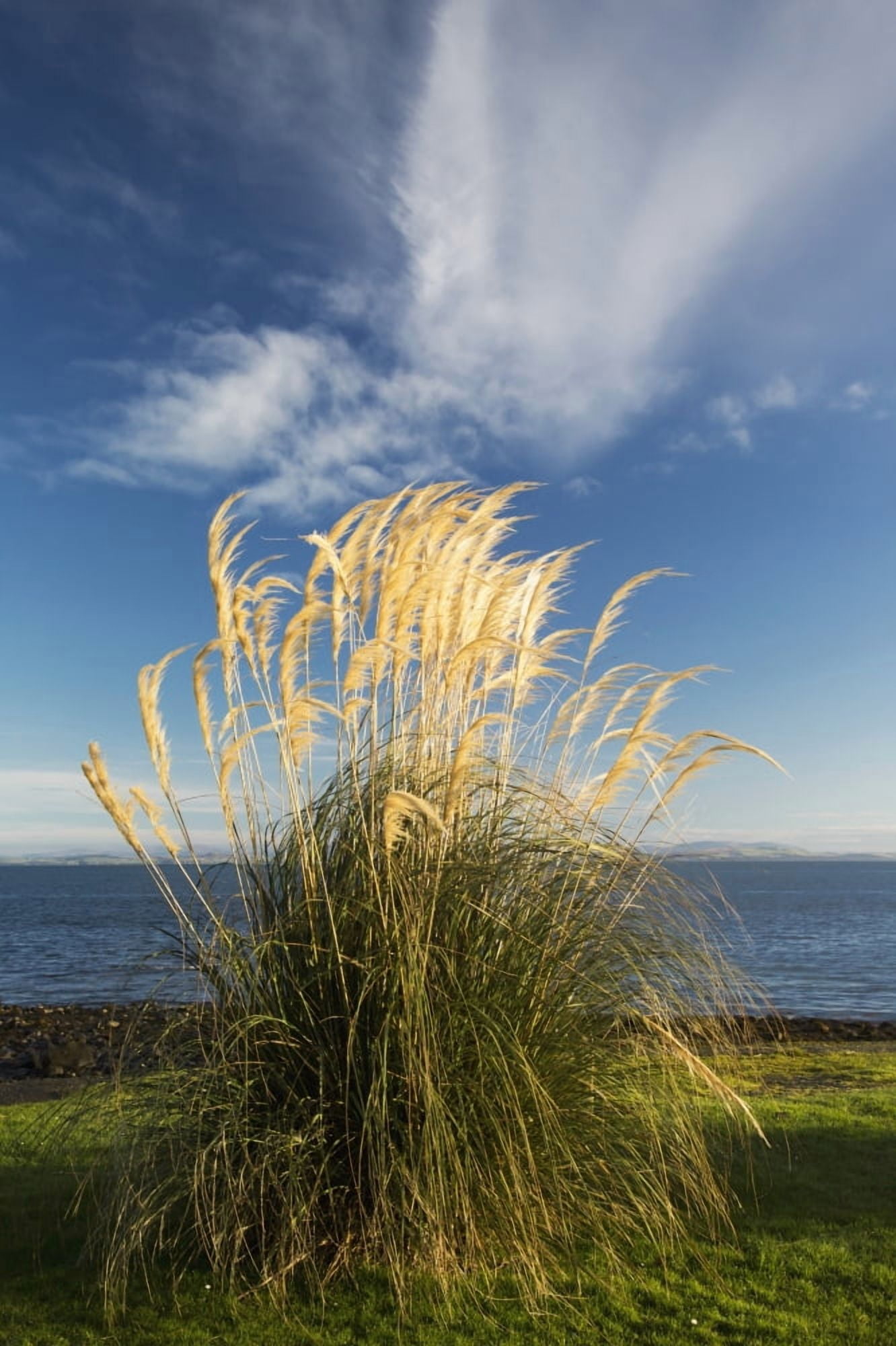 Tall grasses growing at the waters edgeDumfries and galloway scotland Canvas Art - John Short  Design Pics (12 x 19)