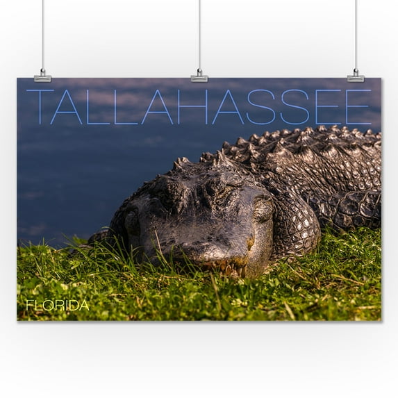Tallahassee, Florida - Slumbering Gator - Lantern Press Photography (24x36 Giclee Gallery Print, Wall Decor Travel Poster)