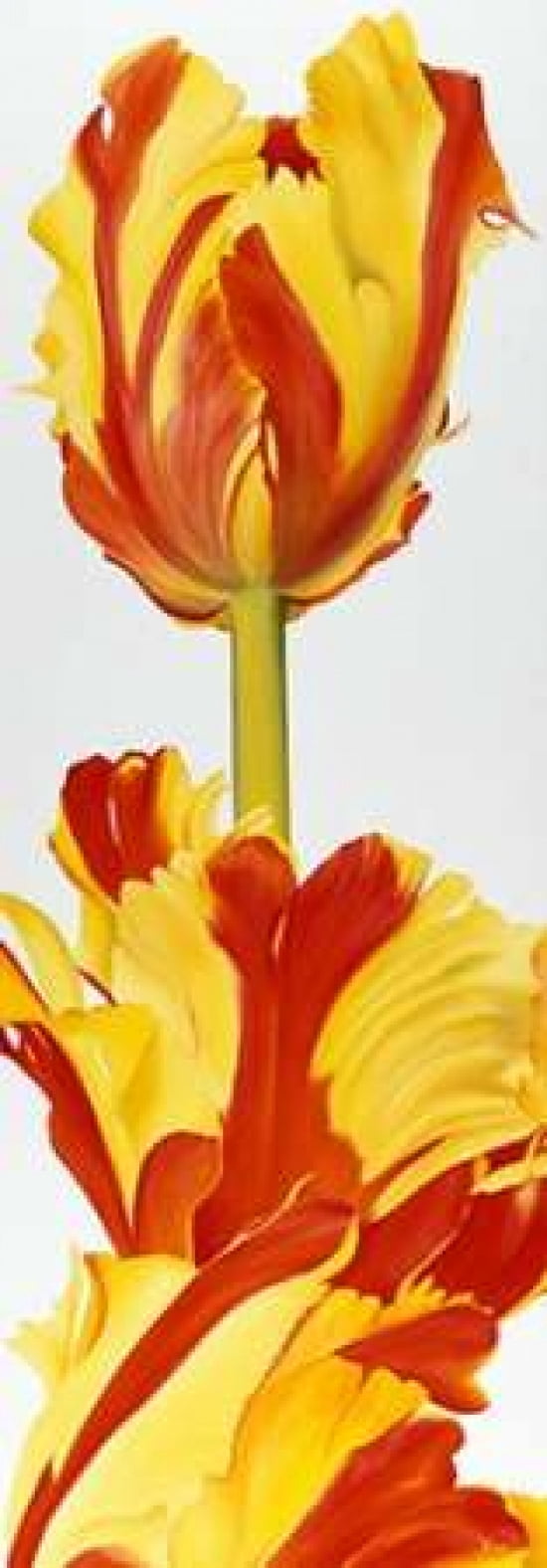 Taller then you Canvas Art - Yvonne Poelstra-Holzhaus (10 x 20)