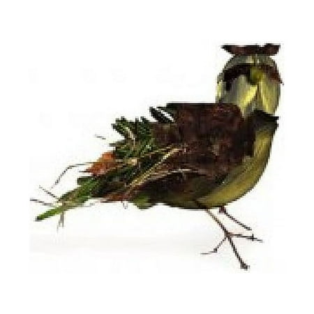 Tallest Trees - Ostrich or the Lark - Alternative - CD