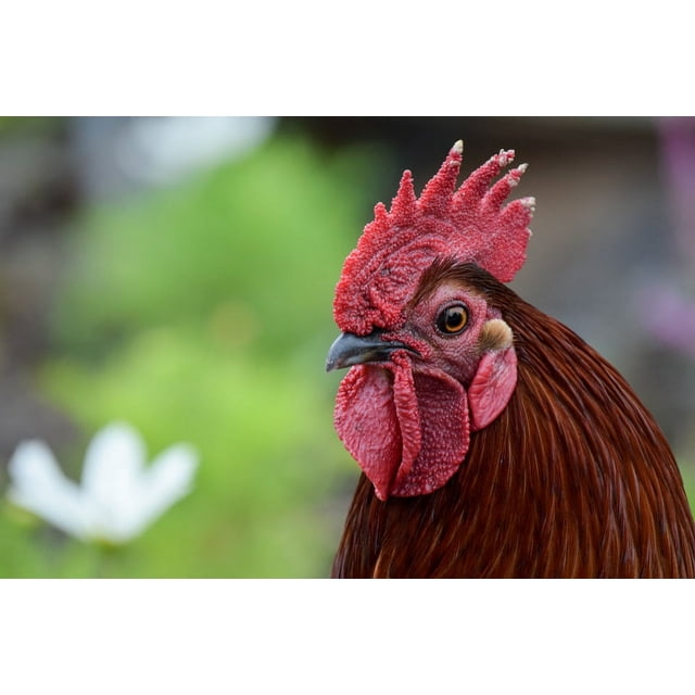 Tam Rooster Mohawk Hairstyle Bird Domestic Birds Laminated Poster