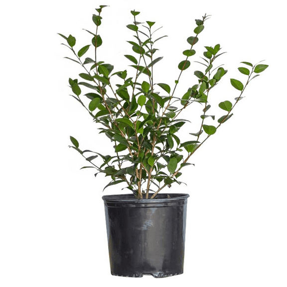 Expert Gardener Tama Vino Camellia (2.5 Gallon) Red Blooms with White Edges- Part Sun Live Flowering Evergreen Shrub