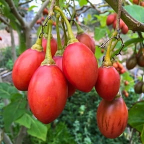 Tamarillo Tomato Tree Live Plant, Tree Tomato Cyphomandra betacea, Tropical Fruit Plant, 46 Inch Tall, 4 Inch Pot