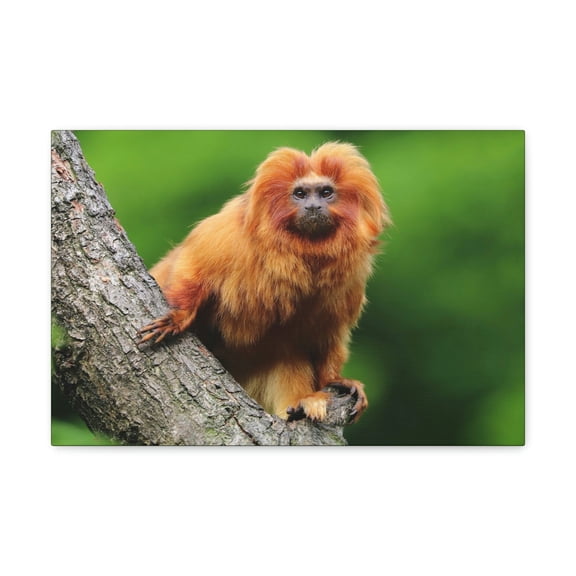 Tamarin Hunting Tamarin on Hunt Print Animal Wall Art Wildlife Canvas Prints Wall Art Ready to Hang Unframed