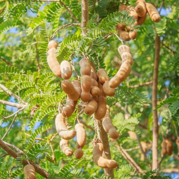 Tamarind Plant, 4 Inch Pot, 6 to 8 Inch Tall Tropical Tamarin Fruit Plants