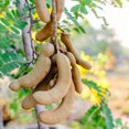 thumbnail image 1 of Tamarind Tree, 6-10 Inch Tall Live Tamarind Plant, Edible Fruit Plant for Planting, 1 of 5