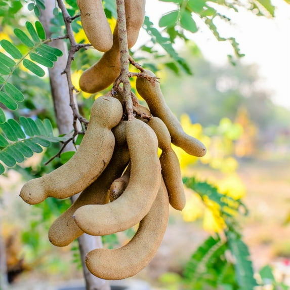 Tamarind Tree, 6-10 Inch Tall Live Tamarind Plant, Edible Fruit Plant for Planting