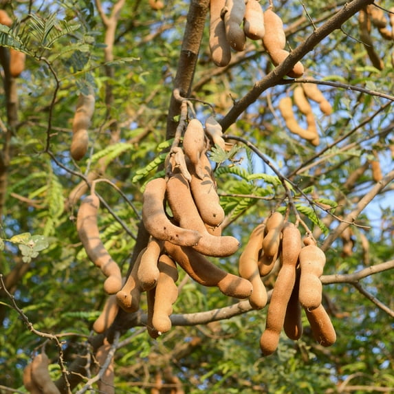 Tamarind Tree Live Plant, 6-10" Tall Tamarind Fruit Plant for Outdoor Garden Growing