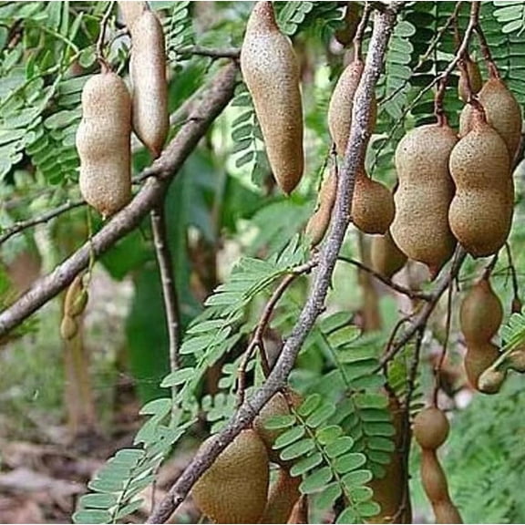 Tamarind Tree Live Plant, Tamarindus indica Tamarindo, Tropical Fruit Tree, Edible Fruit Plant, Potted Seedling, Approx. 12 Inches Tall