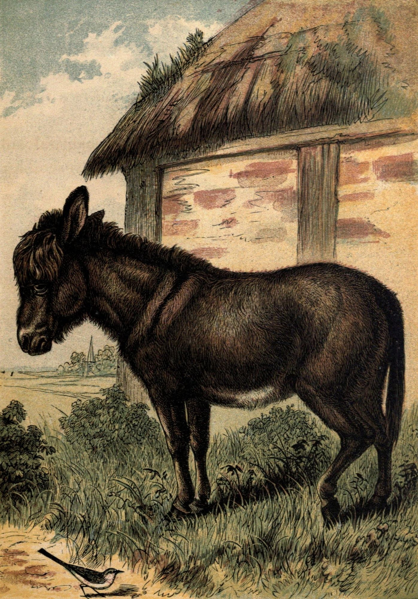 Tame Animals 1870 Ass Canvas Art - Unknown (18 x 24)