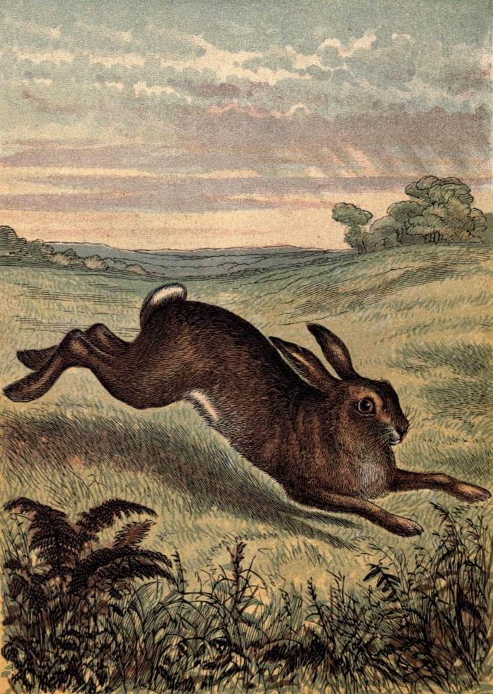 Tame Animals 1870 Hare Canvas Art - Unknown (18 x 24)