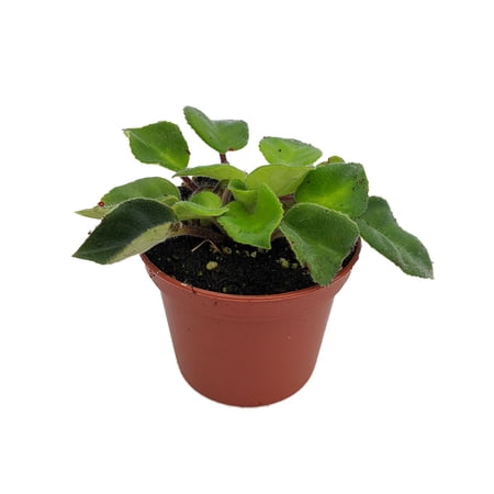 Tamiana Asian Violet - Primulina tamiana / Deinostigma tamiana - 2.5" Pot