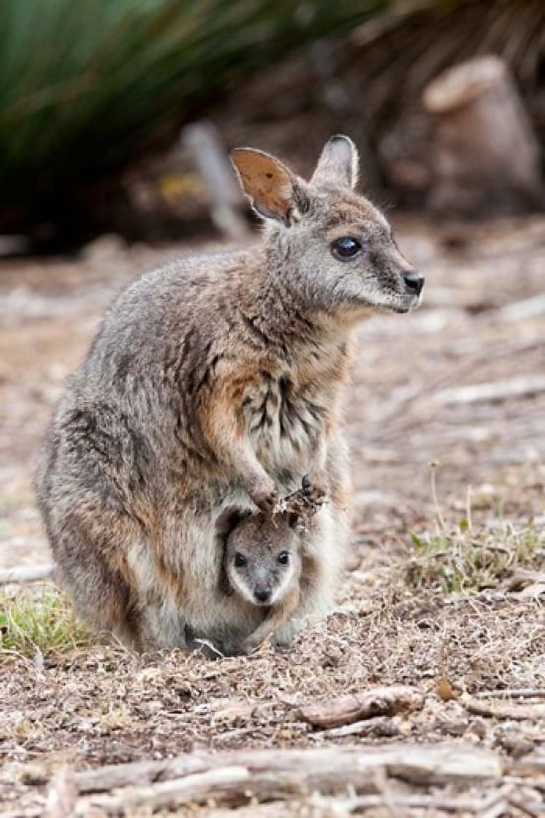Tammar wallaby wildlife Australia Canvas Art - Martin Zwick DanitaDelimont (24 x 36)