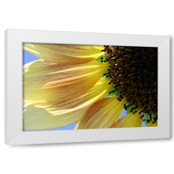 Tammy Putman 14x11 White Modern Wood Framed Wall Art Titled - Sunflower III