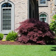 Brighter Blooms - Tamukeyama Japanese Maple Tree, 3-4 ft. - No Shipping to AK, AZ, HI