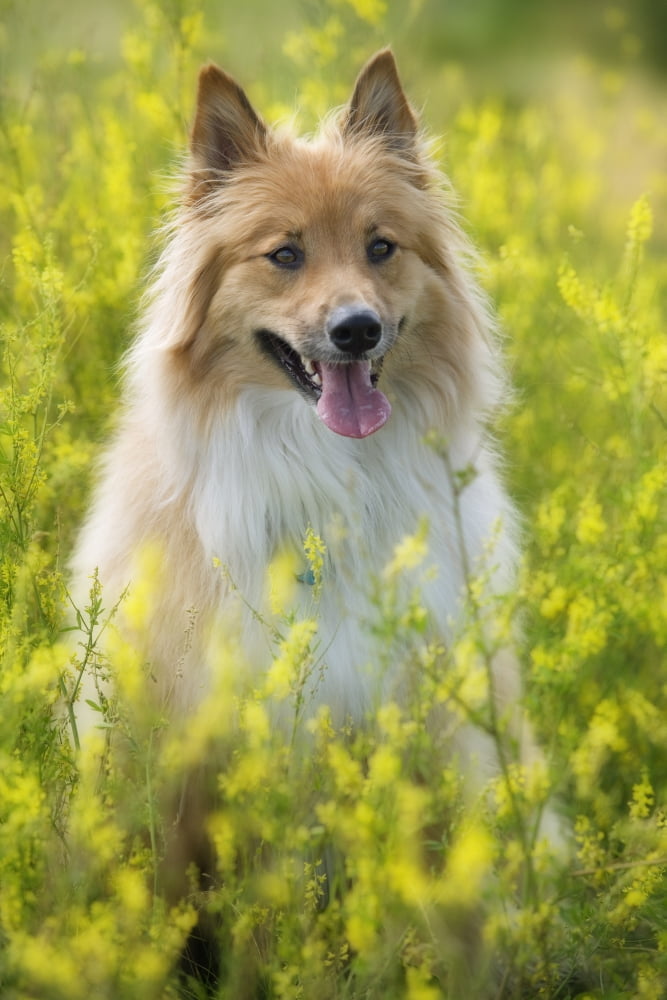 Tan And White Long Haired Mixed Breed Dog Seated In Yellow Alfalfa Canada Alberta Canvas Art - Darwin Wiggett Design Pics (22 x 34)
