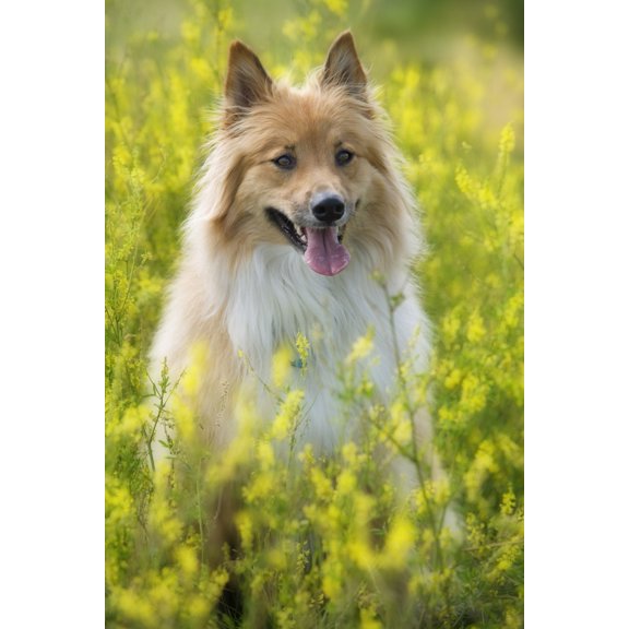 Tan And White Long Haired Mixed Breed Dog Seated In Yellow Alfalfa Canada Alberta Canvas Art - Darwin Wiggett Design Pics (22 x 34)