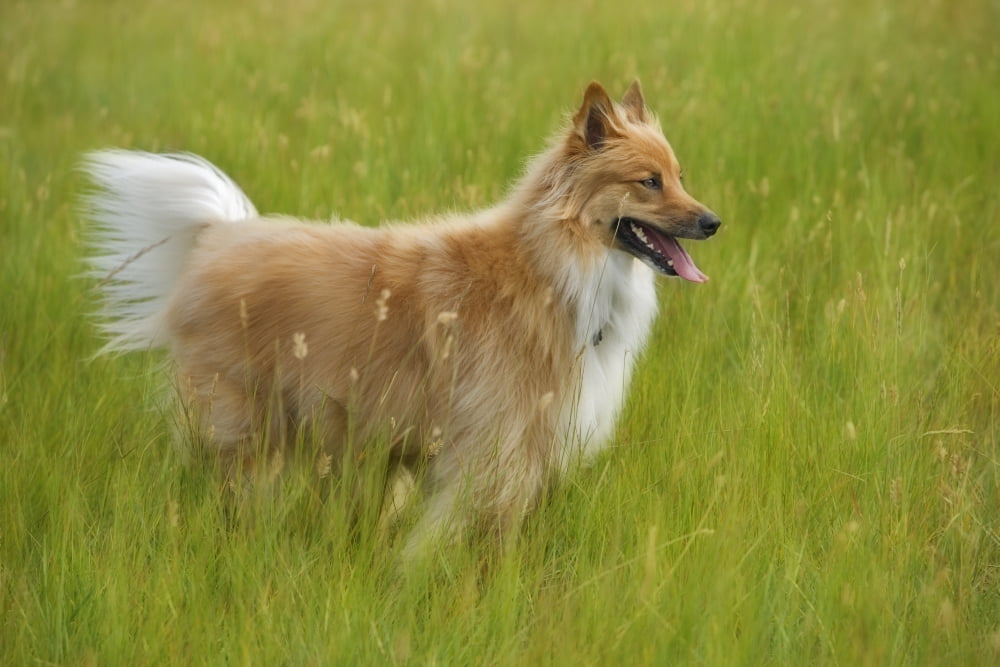 Tan And White Long Haired Mixed Breed Dog Standing Canada Alberta Canvas Art - Darwin Wiggett Design Pics (17 x 11)