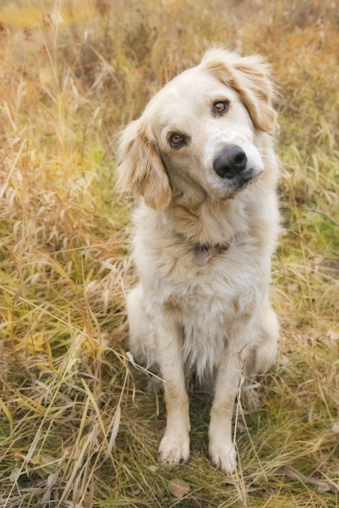 Tan Coloured Mixed Breed Dog Seated With Head Cocked To One Side Canada Alberta Canvas Art - Darwin Wiggett Design Pics (22 x 34)