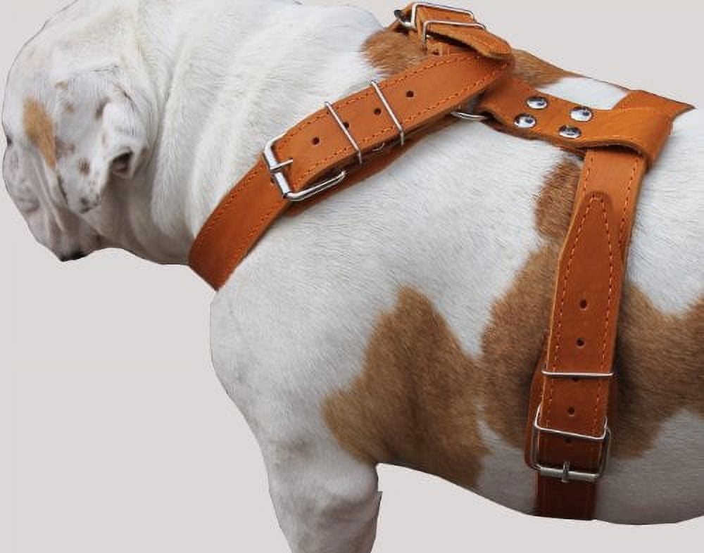 Tan Genuine Leather Dog Harness, Large. 35"-40" Chest, 1.5"Wide Straps Mastiff Great Dane