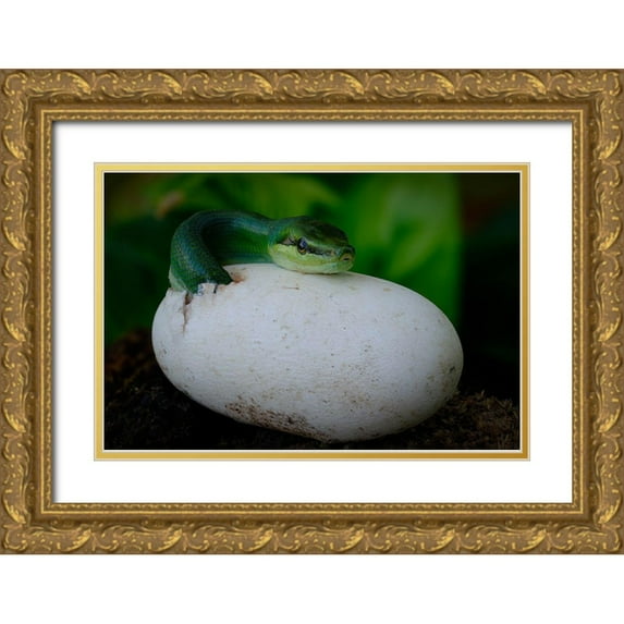 Tan Phat, Dao 14x11 Gold Ornate Wood Framed with Double Matting Museum Art Print Titled - Gonyosoma Oxycephalum Hatching