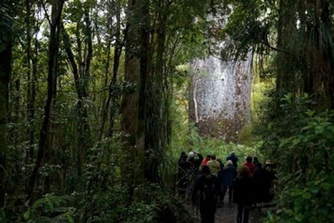Tane Mahuta Giant Kauri tree in Waipoua Rainforest North Island New Zealand Canvas Art - David Noyes DanitaDelimont (36 x 24)