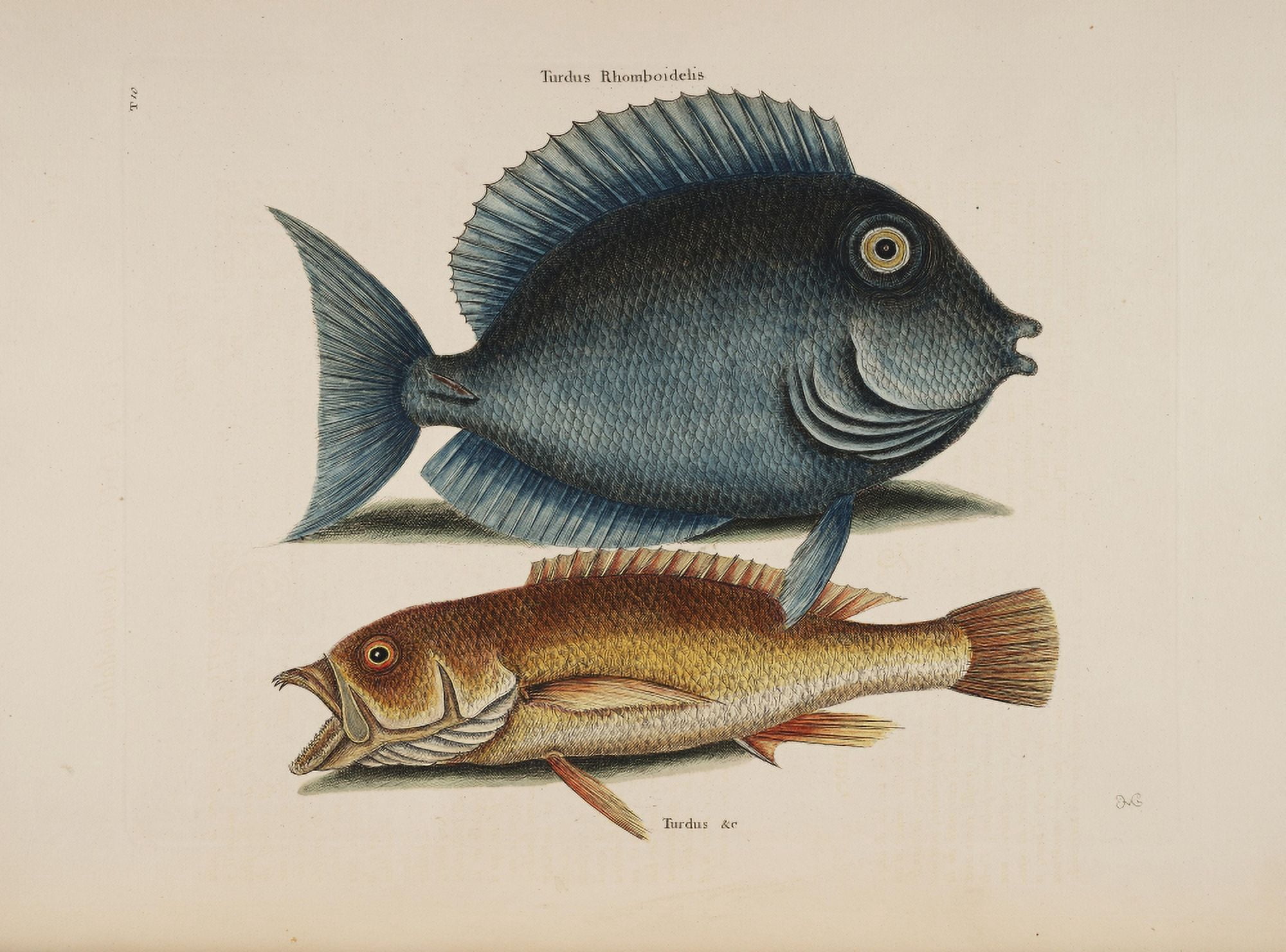 Tang Yellowfish Canvas Art - Mark Catesby (18 x 24)