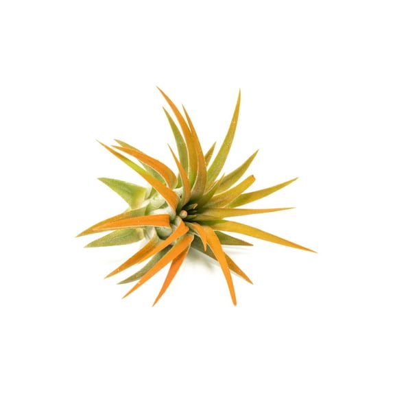 Tangerine Colorful Tillandsia Air Plants - Long Lasting Color Enhanced Live Tillandsia Succulent House Plants - Home and Garden Decor - Easy Care Indoor/Outdoor Plants (Ionantha Rubra, Single)