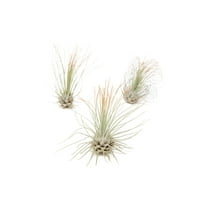 Tangerine Colorful Tillandsia Air Plants - Long Lasting Color Enhanced Live Tillandsia Succulent House Plants - Home and Garden Decor - Easy Care Indoor/Outdoor Plants (Argentea Thin, Pack of 3)