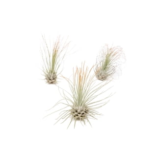 Air Plants Near Me: Find Tillandsia in Store | Walmart - Walmart.com