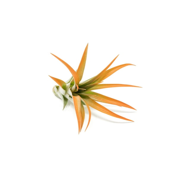 Tangerine Colorful Tillandsia Air Plants - Long Lasting Color Enhanced Live Tillandsia Succulent House Plants - Home and Garden Decor - Easy Care Indoor/Outdoor Plants (Brachycaulos Abdita, Single)