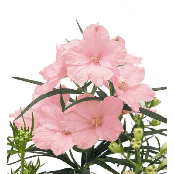 Summer Morning Delphinium - Dwarf Pink - Live Plant - Quart Pot