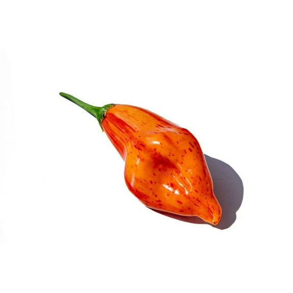 Tangerine Tiger Striped Sugar Rush Heirloom Pepper Premium Seed Packet