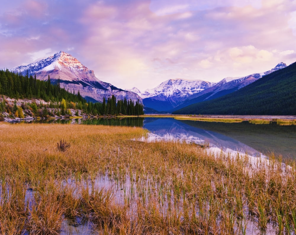 Tangle Ridge And Mount Kitchener At Sunset Reflected In Pond Near Beauty Creek Hostel Jasper National Park Alberta Canvas Art - Yves Marcoux Design Pics (16 x 13)