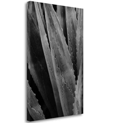 Tangletown Fine Art 'Abstract Agava IV' Photographic Print on Canvas