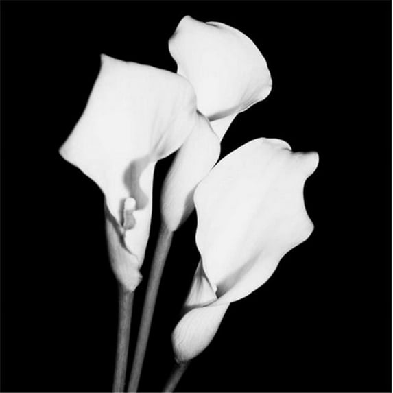 Tangletown Fine Art Calla Portrait II by Jeff Maihara Poster Frame - 20 x 20 x 1.5 in.