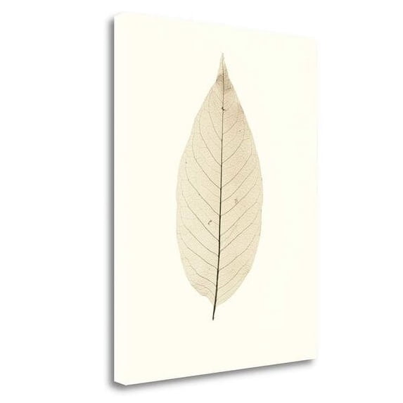 Tangletown Fine Art 'Chinese Magnolia' Graphic Art Print on Wrapped Canvas