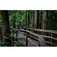 thumbnail image 1 of Tangletown Fine Art Coagree National Park by Amber Berninger Poster Frame - 32 x 48 x 1.5 in., 1 of 2