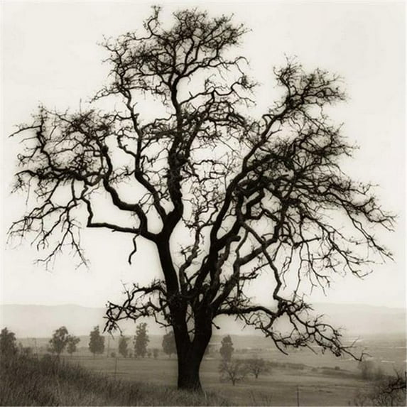 Tangletown Fine Art Country Oak Tree by Alan Blaustein Poster Frame - 25 x 25 x 1.5 in.
