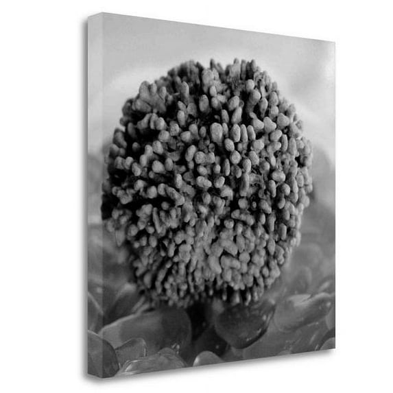 Tangletown Fine Art Crystal Cove - 43 By Alan Blaustein, Gallery Wrap Canvas