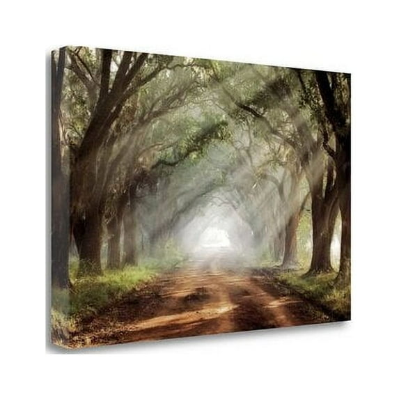 Tangletown Fine Art 'Evergreen Plantation' Photographic Print on Wrapped Canvas