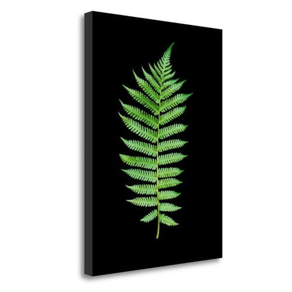 Tangletown Fine Art 'Floral Color - 19' Graphic Art Print on Wrapped Canvas