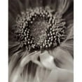 thumbnail image 1 of Tangletown Fine Art Florison - 2 by Alan Blaustein Poster Frame - 36 x 28 x 1.5 in., 1 of 2