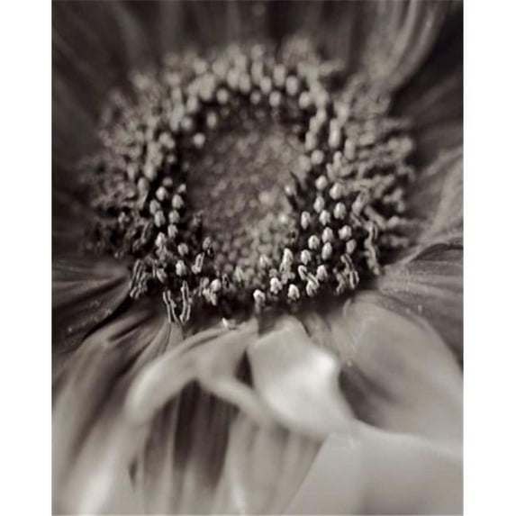 Tangletown Fine Art Florison - 2 by Alan Blaustein Poster Frame - 36 x 28 x 1.5 in.
