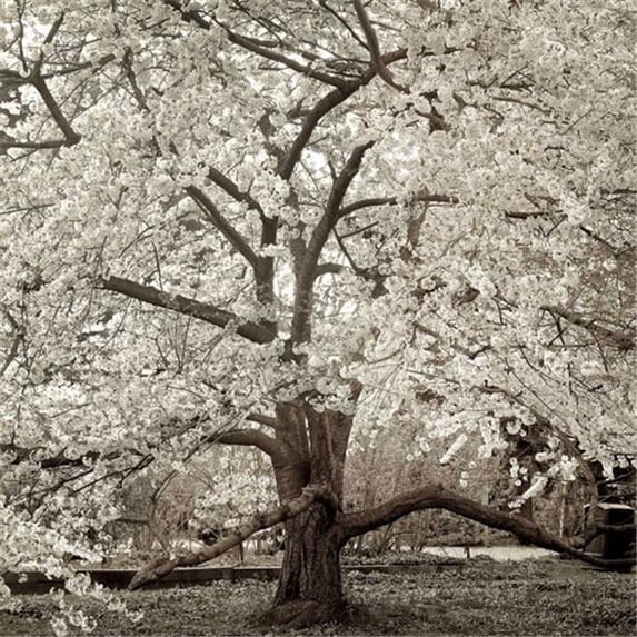 Tangletown Fine Art Hampton Magnolia - 2 By Alan Blaustein, Gallery Wrap Canvas 30 x 30