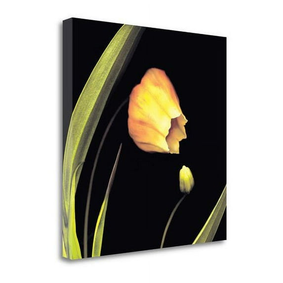 Tangletown Fine Art 'Japanese Lanterns' Graphic Art Print on Wrapped Canvas