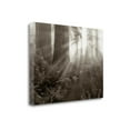 thumbnail image 1 of Tangletown Fine Art Light Rays by Dennis Frates Poster Frame - 21 x 29 x 1.5 in., 1 of 2